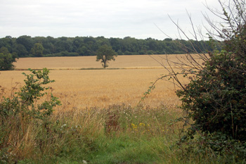 Countryside near Highlands Farm August 2010